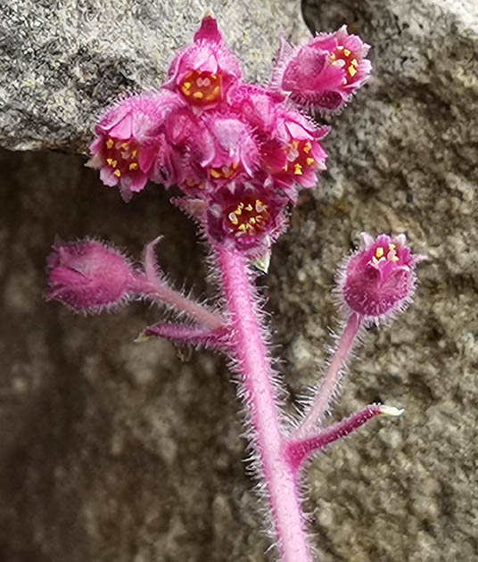 Saxifraga griesebachii ssp. montenegrina